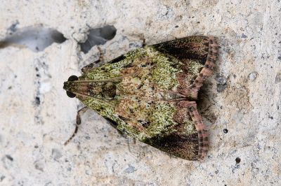 鹽膚木瘤叢螟蛾 Orthaga euadrusalis