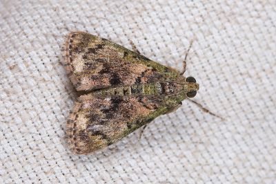 Lamida obscura 雄蟲