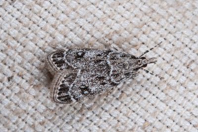 Eudonia albilinea