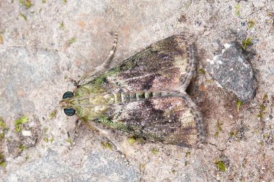 Lamida obscura 雄蟲