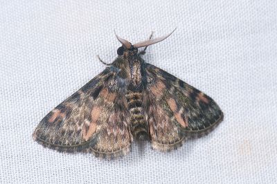Coenodomus dudgeoni 雄蟲