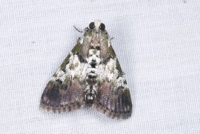 Termioptycha longiclavata 雌蟲