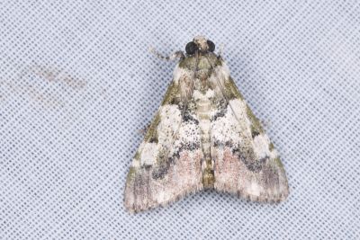 Termioptycha longiclavata 雄蟲