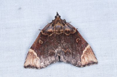 Omphalomia hirta 雌蟲