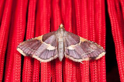 後黃帶歧角螟蛾 Endotricha metacuralis 雌蟲