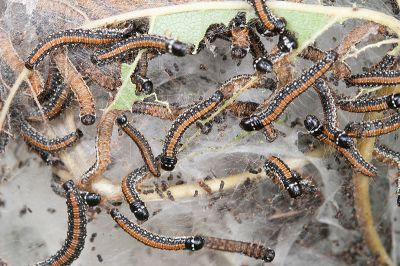綴葉叢螟 Locastra muscosalis