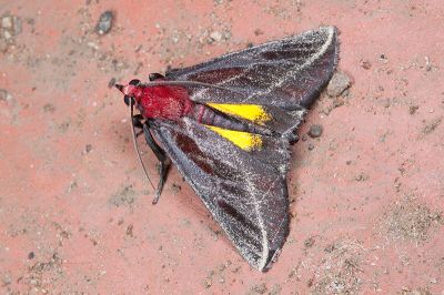 朱碩螟蛾 Toccolosida rubriceps 雄蟲