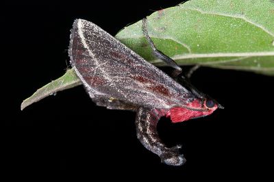 朱碩螟蛾 Toccolosida rubriceps 雄蟲