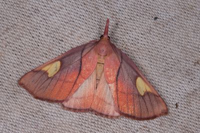 金雙斑螟蛾 Orybina flaviplaga 雌蟲