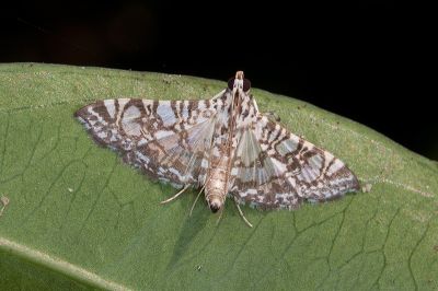 Glyphodes onychinalis 雄蟲