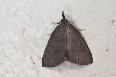 Trebania flavifrontalis 雄蟲