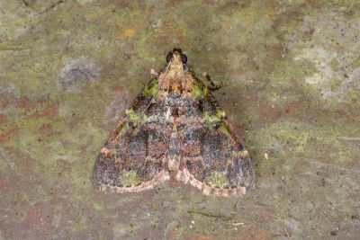 樟綴葉叢螟蛾 Orthaga olivacea 雄蟲
