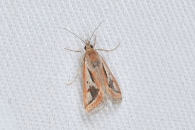 Achyra massalis 雌蟲