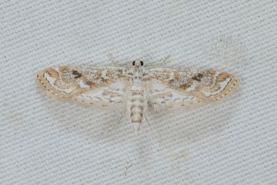 Parapoynx diminutalis 雌蟲