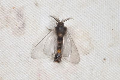 Eurukuttarus takahashii 雄蟲