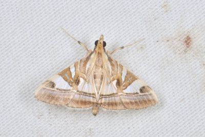 值紋野螟蛾 Agrioglypta itysalis 雄蟲