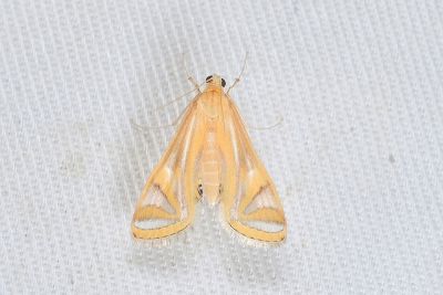 連斑水螟蛾 Eoophyla conjunctalis 雌蟲
