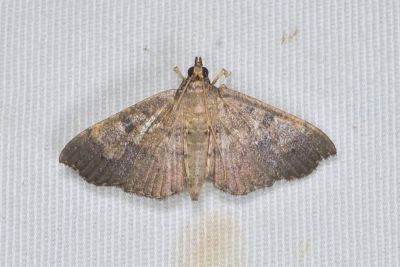 黑紋蠟野螟蛾 Ceratarcha umbrosa 雌蟲