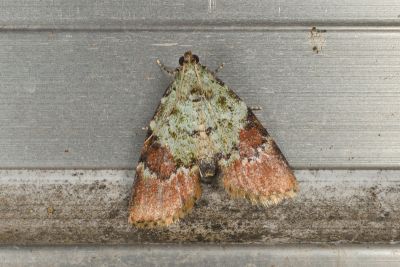 Taiwanastrapometis kikuchii 雄蟲