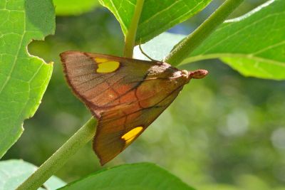 金雙斑螟蛾 Orybina flaviplaga 雄蟲