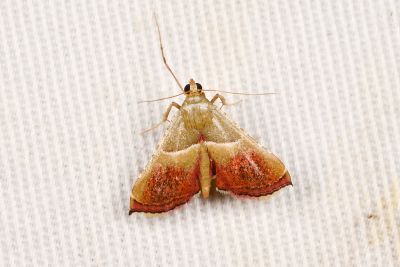 併脈歧角螟蛾 Endotricha consocia 雄蟲