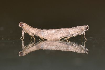 乾果斑螟 Cadra cautella 交尾中個體