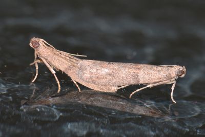 乾果斑螟 Cadra cautella 交尾中個體