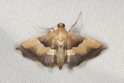 Endotricha luteogrisalis 雌蟲
