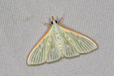 Arthroschista hilaris 雌蟲