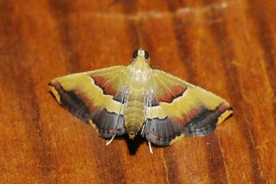 Endotricha luteogrisalis 雌蟲