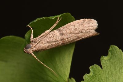 乾果斑螟 Cadra cautella 雄蟲