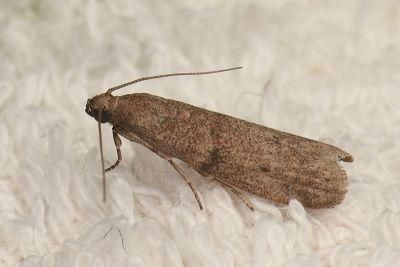 乾果斑螟 Cadra cautella 雌蟲