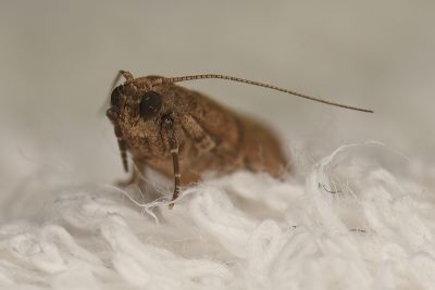 乾果斑螟 Cadra cautella 雌蟲