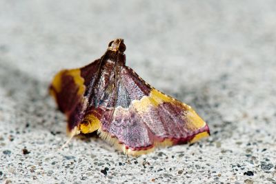 黃帶歧角螟蛾 Endotricha mesenterialis 雄蟲