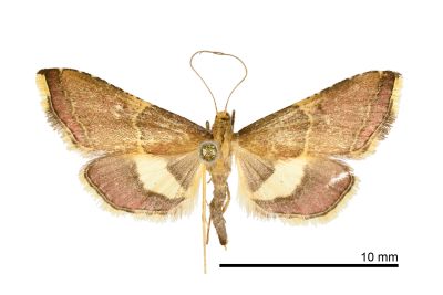 後黃帶歧角螟蛾 Endotricha metacuralis 雌蟲