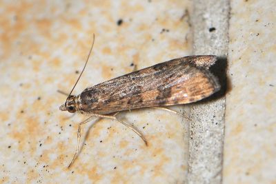 Nomophila noctuella