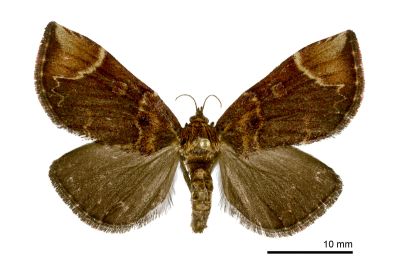 Omphalomia hirta 雌蟲
