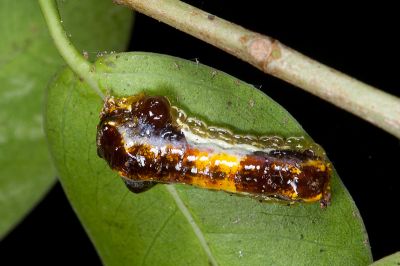 燄色榕蛾 Phauda flammans
