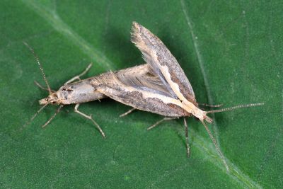 小菜蛾 Plutella xylostella 交尾中個體