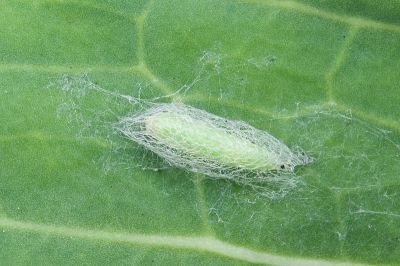 小菜蛾 Plutella xylostella