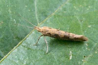 小菜蛾 Plutella xylostella 雌蟲