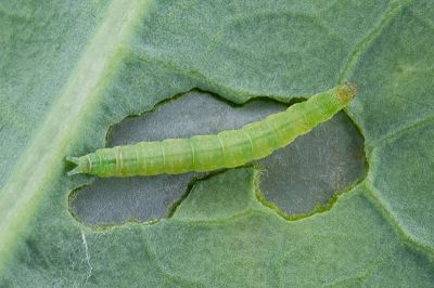 小菜蛾 Plutella xylostella