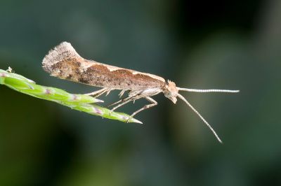 小菜蛾 Plutella xylostella 雄蟲