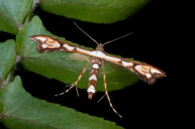 Ochyrotica connexiva 雌蟲