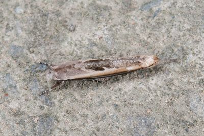 一色氏雙眼羅氏蛾 Agriothera issikii