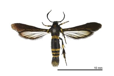 黃簇角透翅蛾 Ceratocorema woodstocki