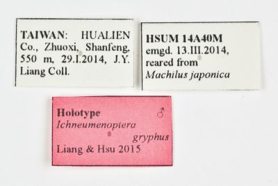 鬼擬姬蜂透翅蛾 Ichneumenoptera gryphus