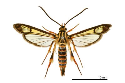 鬼擬姬蜂透翅蛾 Ichneumenoptera gryphus 雌蟲