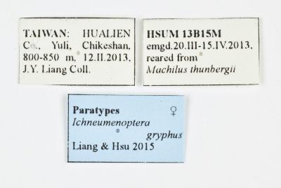 鬼擬姬蜂透翅蛾 Ichneumenoptera gryphus