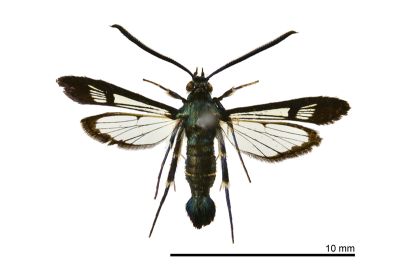 橡實愷透翅蛾 Kantipuria glandicola 雄蟲